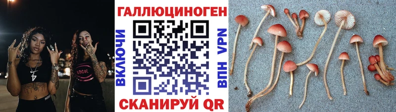 купить закладку Сорочинск ссылка на мегу как зайти Псилоцибиновые грибы Cubensis